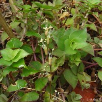 Callisia repens (Jacq.) L.
